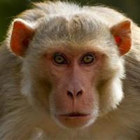 واژگونی کامیون حامل میمونهای مبتلا به ویروسهای خطرناک در آمریکا