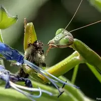 ضیافت زنبوری مانتیس!