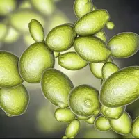 مخمر از تنش‌های مریخ جان سالم به در برد