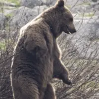 خرس قهوهای در پاسارگاد سالم به زیستگاهش برگشت