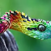 10گونه از زیباترین و رنگارنگ ترین مارهای افعی در جهان