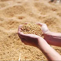 آغاز خرید تضمینی دانه سویا در گلستان با نرخ ۴۳ هزار تومان