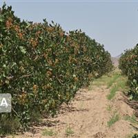 ۴۰ هزار اصله نهال پسته در خراسان شمالی توزیع شد