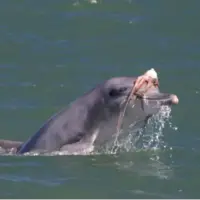 مد دریایی عجیب؛ دلفینها برای دلربایی از مادهها روی سرشان کلاهگیس میگذارند