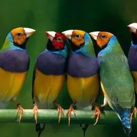 10 گونه از زیباترین و رنگی ترین فنچ های جهان