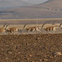 جمعیت آهوان مناطق حفاظت شده زنجان افزایش یافت