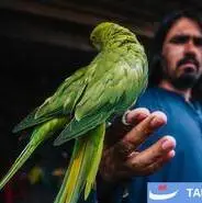 بازار پرندگان کابل؛ سنتهای کهن در دل زندگی مدرن