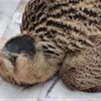 تحویل دو پرنده بوتیمار و حواصیل شب به اداره حفاظت محیط زیست اردکان