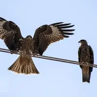 حضور کم‌نظیر کورکورهای سیاه در شیراز