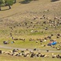 هشدار شیوع تب برفکی برای جمعیت دامی عشایر خراسان جنوبی