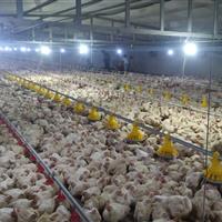 ۱۹۲ واحد پرورش طیور در استان زنجان فعال است