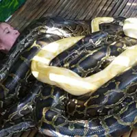 قدرت عجیب مار 4 مرد را به زمین زد