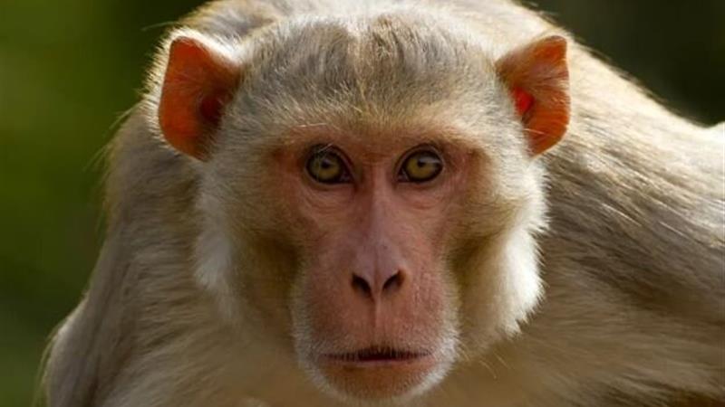 واژگونی کامیون حامل میمون‌های مبتلا به ویروس‌های خطرناک در آمریکا