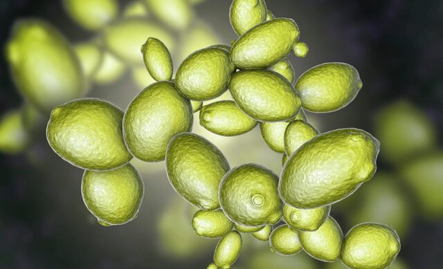 مخمر از تنشهای مریخ جان سالم به در برد