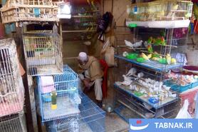 بازار پرندگان کابل؛ سنتهای کهن در دل زندگی مدرن