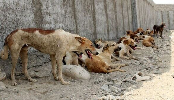 نگرانی مقام‌های رشت از جولان سگ‌های ولگرد