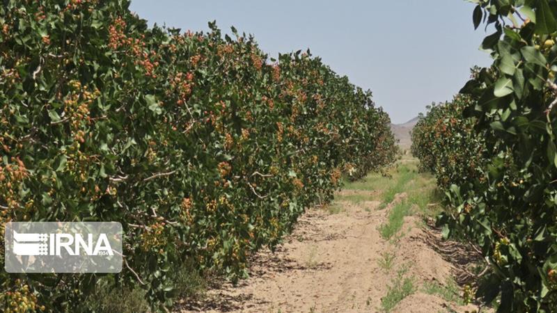 ۴۰ هزار اصله نهال پسته در خراسان شمالی توزیع شد
