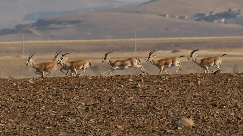 جمعیت آهوان مناطق حفاظت شده زنجان افزایش یافت