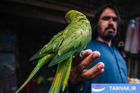 بازار پرندگان کابل؛ سنتهای کهن در دل زندگی مدرن