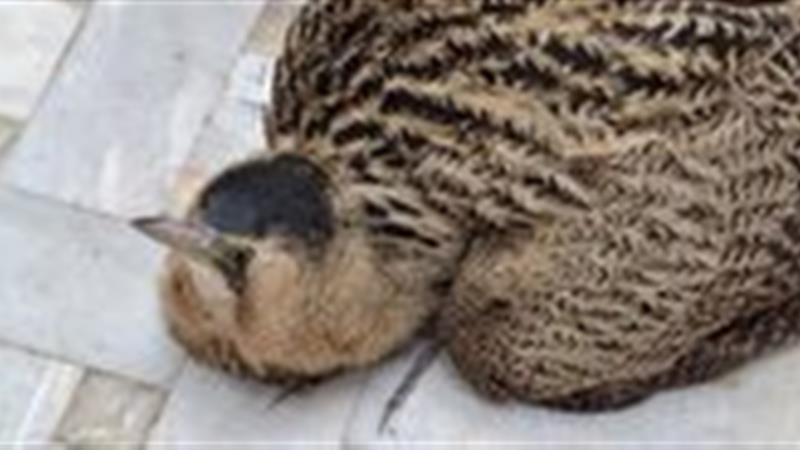 تحویل دو پرنده بوتیمار و حواصیل شب به اداره حفاظت محیط زیست اردکان