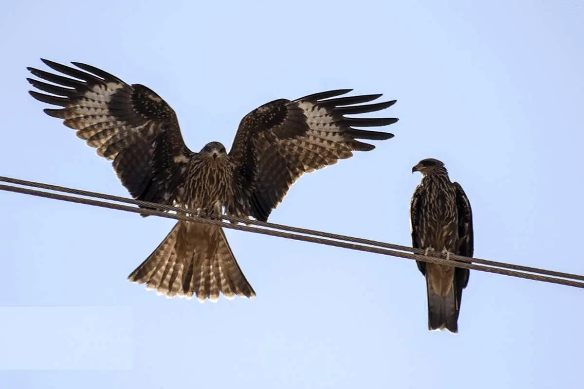 حضور کمنظیر کورکورهای سیاه در شیراز