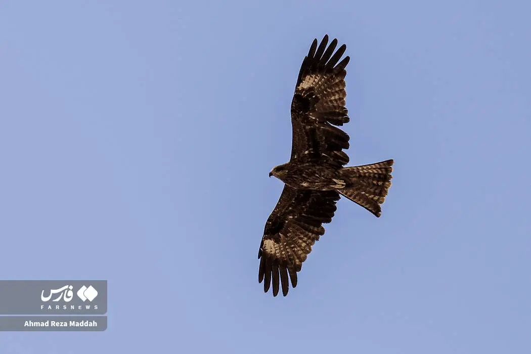 حضور کمنظیر کورکورهای سیاه در شیراز