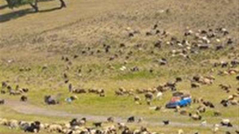 هشدار شیوع تب برفکی برای جمعیت دامی عشایر خراسان جنوبی