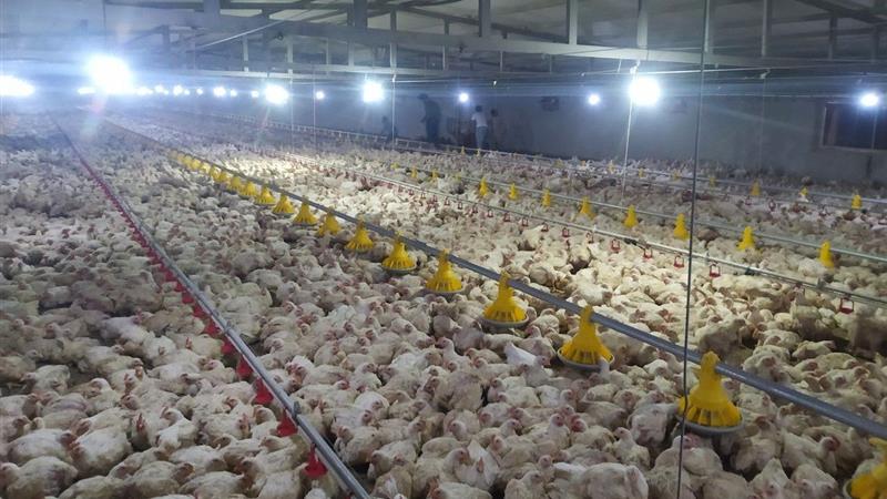 ۱۹۲ واحد پرورش طیور در استان زنجان فعال است
