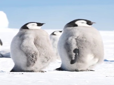 پنگوئنها اینجوری ریلکس میکنن!