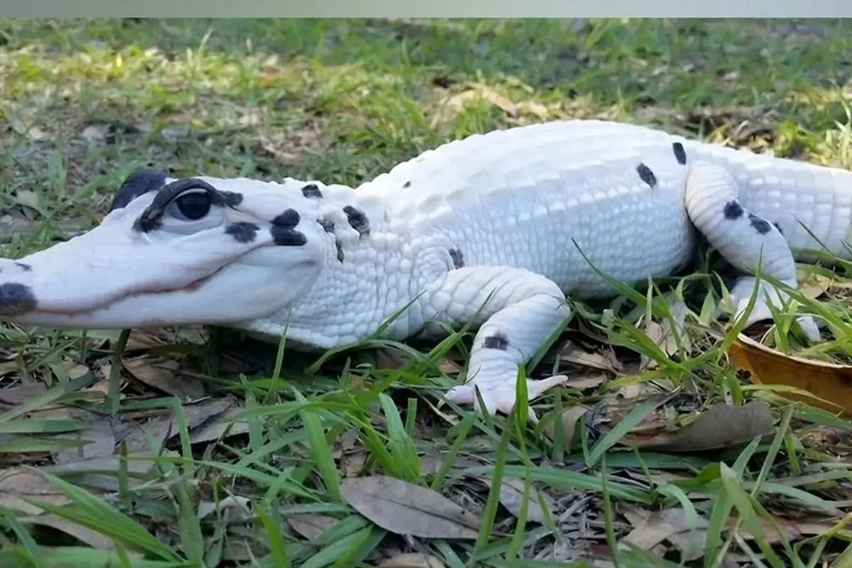  تمساح سفید نادر با چشمانی خیره‌کننده