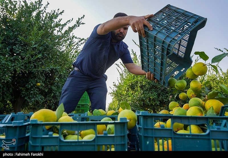 برداشت نارنگی از باغات هاشمآباد گرگان