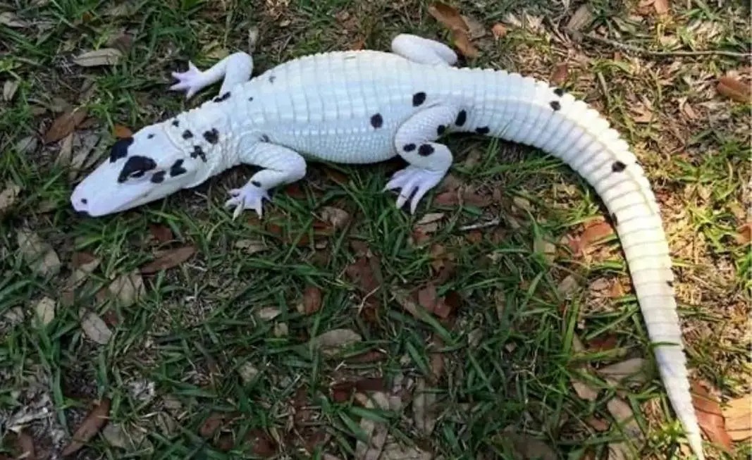  تمساح سفید نادر با چشمانی خیره‌کننده