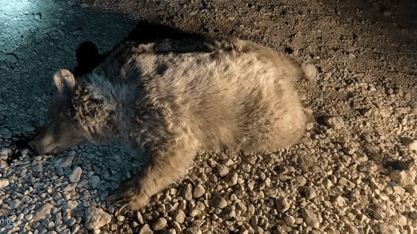 خرس قهوه‌ای در سرچهان قربانی جاده‌های ناامن و خشکسالی شد