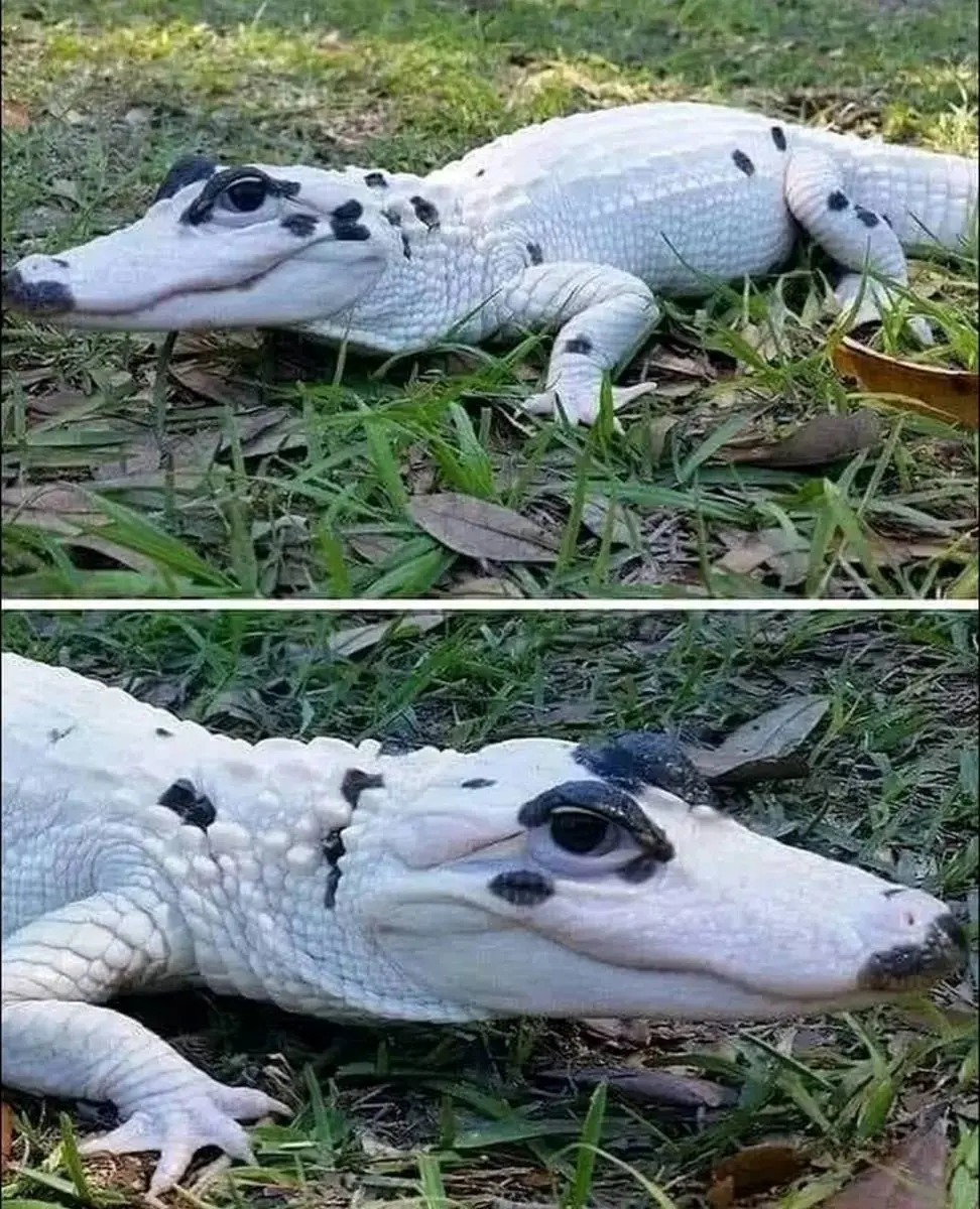  تمساح سفید نادر با چشمانی خیره‌کننده
