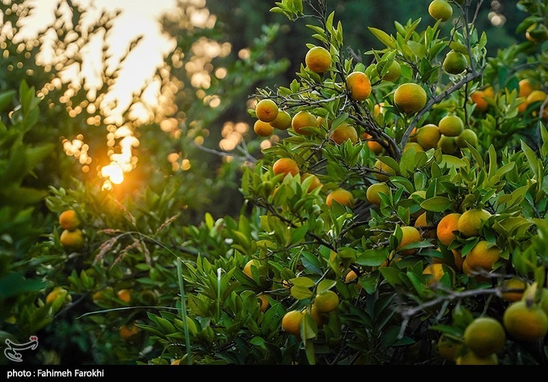 برداشت نارنگی از باغات هاشمآباد گرگان