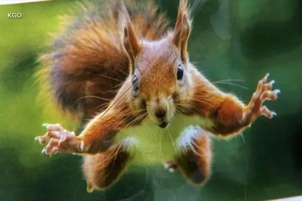 حمله جسورانه سنجاب به یک خرس!