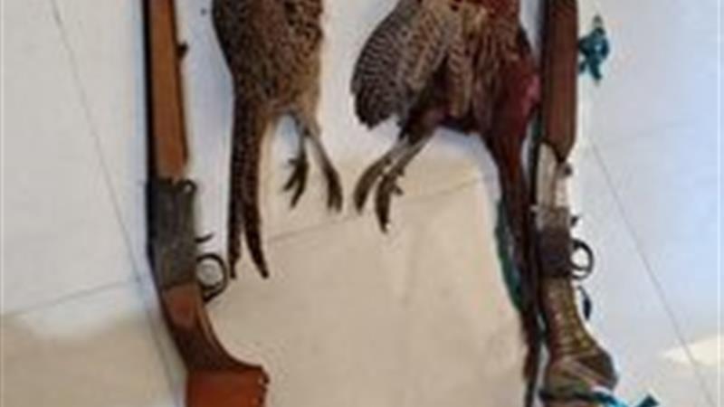 دستگیری دو متخلف شکار غیرمجاز قرقاول در سملقان