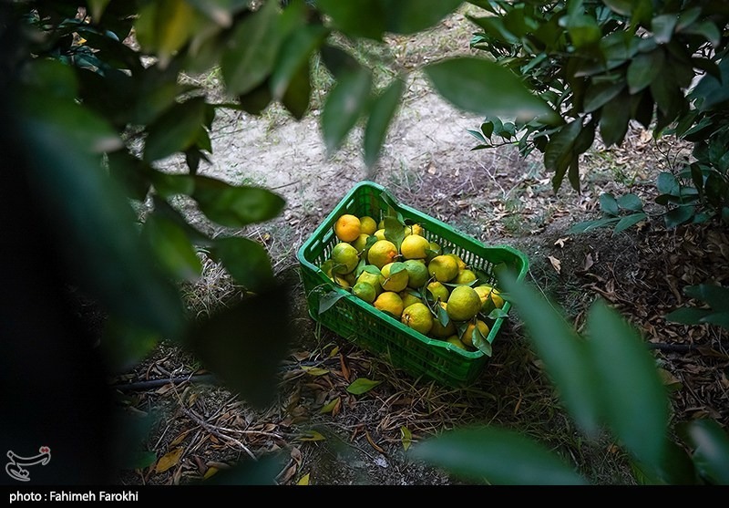  برداشت نارنگی از باغات هاشم‌آباد گرگان
