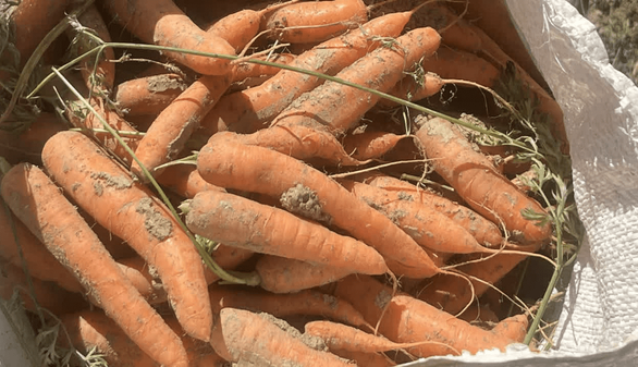 تولید ۷۷۰۰ تن هویج در چهارمحال و بختیاری