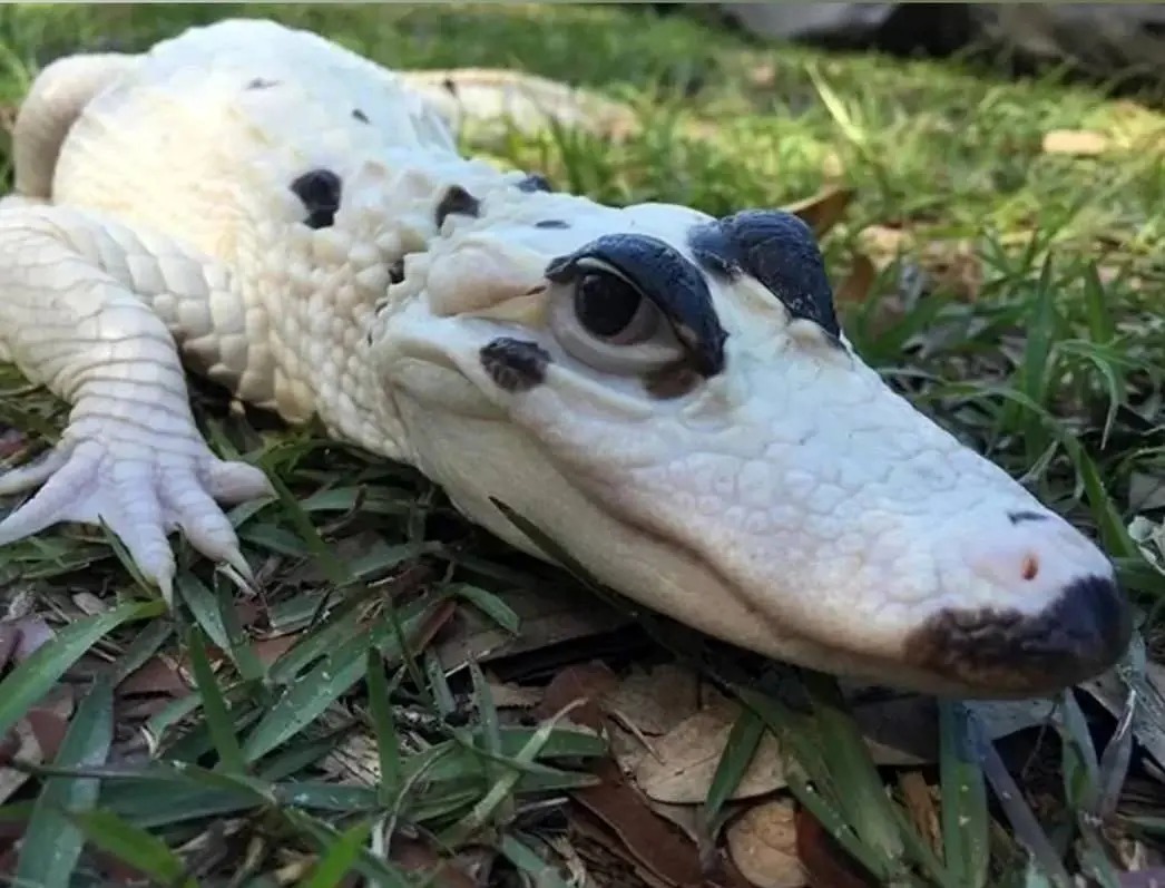  تمساح سفید نادر با چشمانی خیره‌کننده
