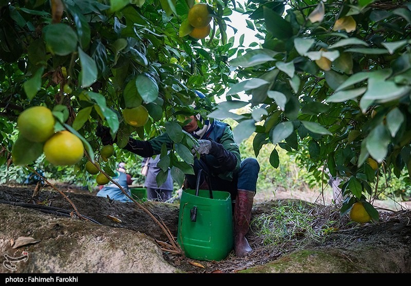 برداشت نارنگی از باغات هاشمآباد گرگان