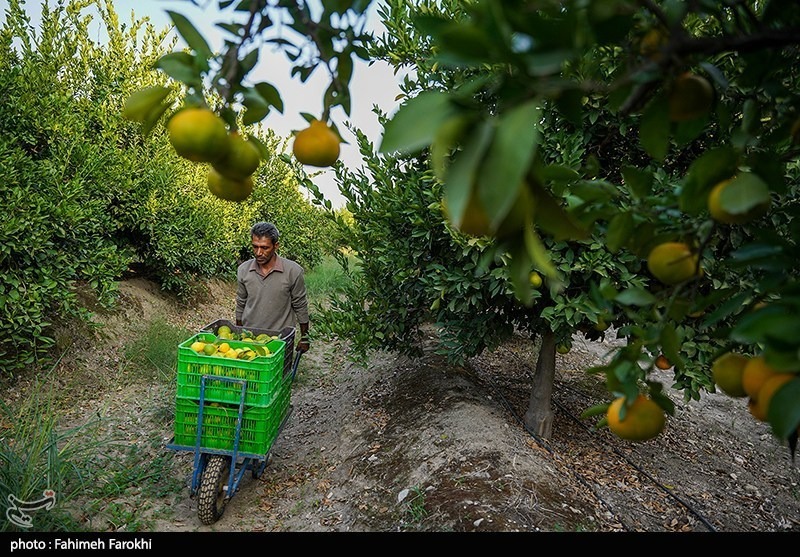 برداشت نارنگی از باغات هاشمآباد گرگان