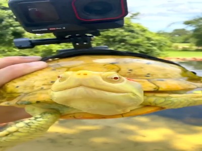 سفری دیدنی به اعماق آب با نصب دوربین روی لاکپشت