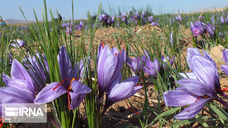 «طلای سرخ» با فرآوری دانشبنیان؛ بزرگترین مزرعه زعفران ایران در شاهرود