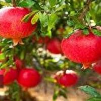 پیش بینی برداشت هزار و ۱۷ تن انار از باغات خراسان شمالی