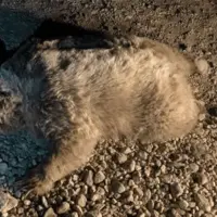 خرس قهوهای در سرچهان قربانی جادههای ناامن و خشکسالی شد