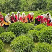 برگزاری نخستین جشنواره ملی رسانهای چای در لاهیجان