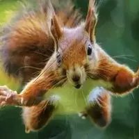 حمله جسورانه سنجاب به یک خرس!