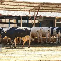 صنعت لبنیات در تب داغ تورم و تب برفکی!