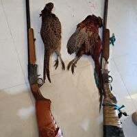 دستگیری دو متخلف شکار غیرمجاز قرقاول در سملقان